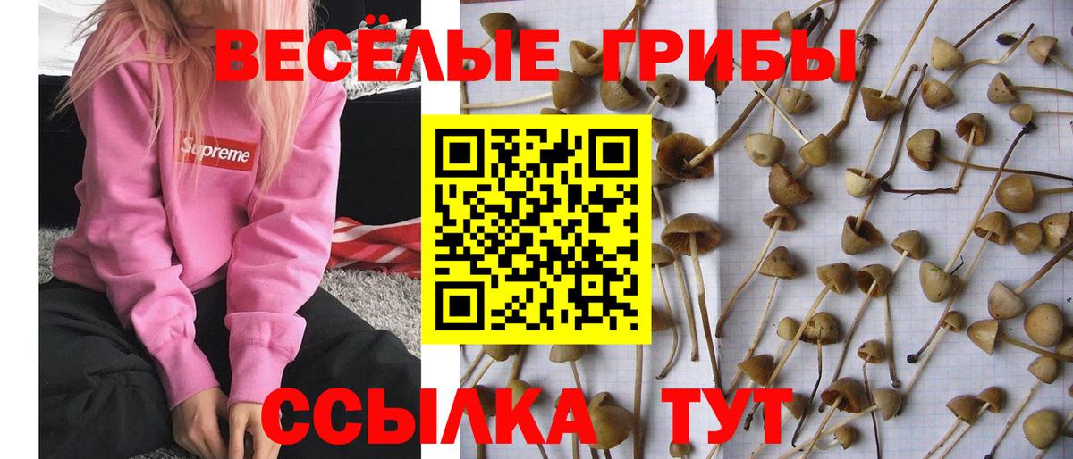 Галлюциногенные грибы Psilocybine cubensis  Псилоцибиновые грибы Cubensis  Вход с VPN  Астрахань 